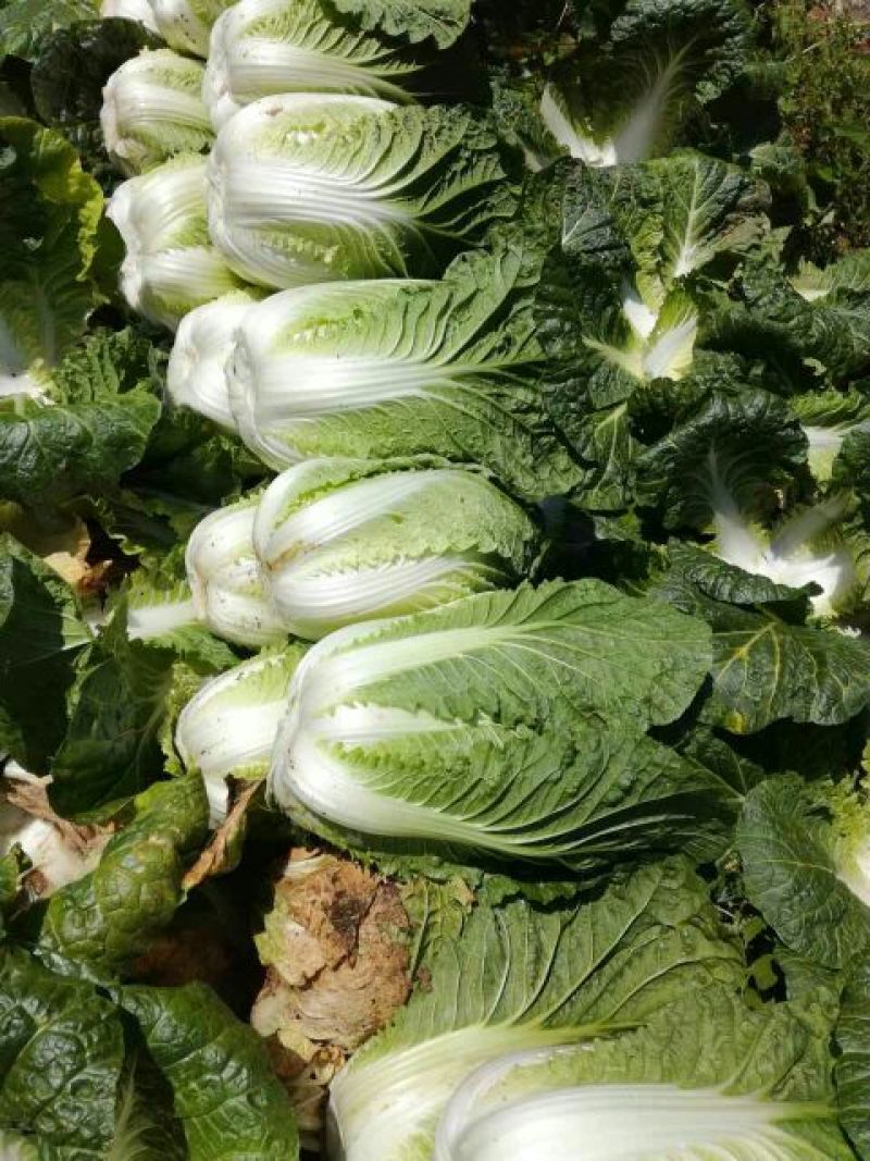 【今日推荐】湖北黄心大白菜，产地直发，货源稳定，品质保证