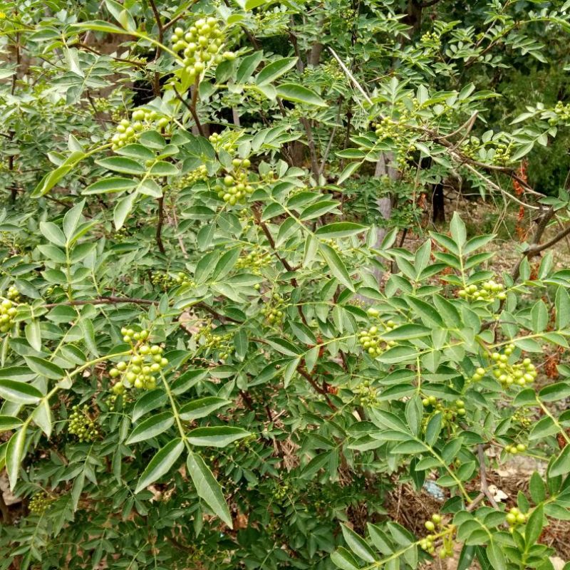 花椒苗大红袍花椒苗颜色好看