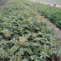 花椒苗大红袍花椒苗颜色好看