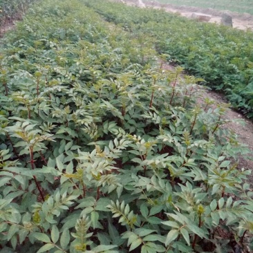 花椒苗大红袍花椒苗颜色好看
