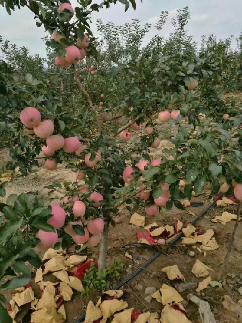华硕苹果树华硕苹果树苗