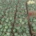 绿宝甜瓜通货0.5斤以上