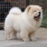 松狮犬公