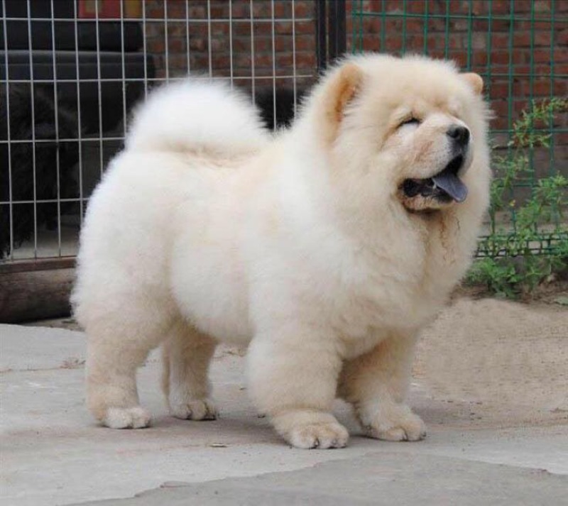 松狮犬公