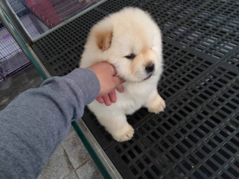 松狮犬公