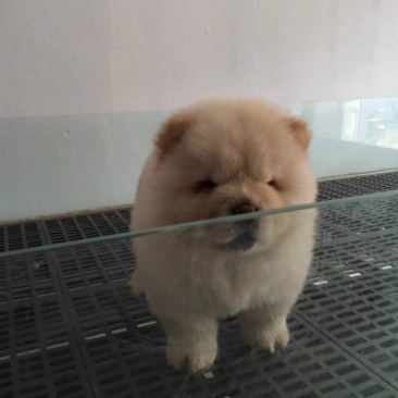 松狮犬公