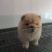松狮犬公