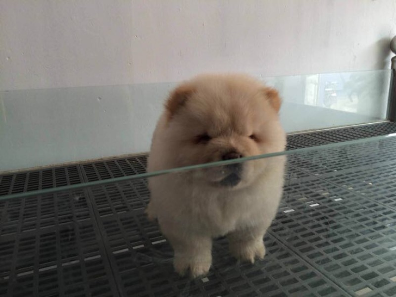 松狮犬公