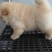 松狮犬公