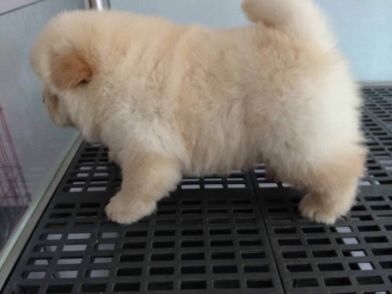 松狮犬公