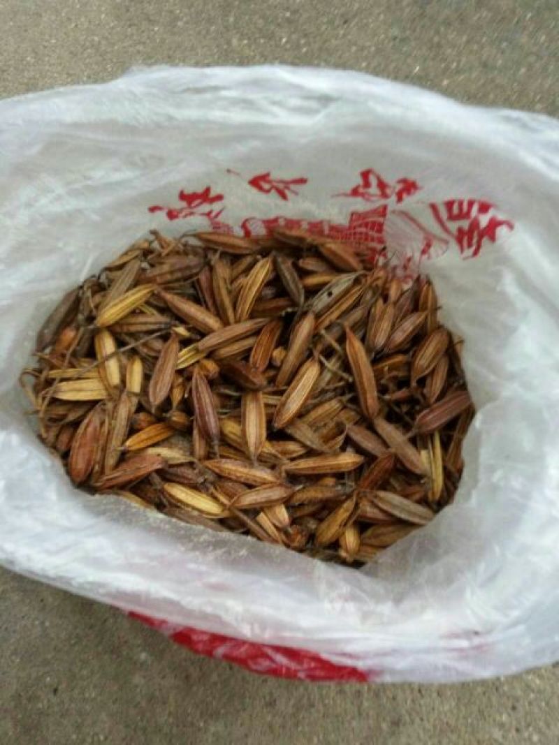 白芨紫花三叉白芨果夹