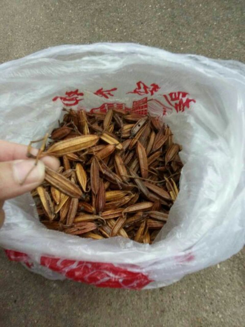 白芨紫花三叉白芨果夹