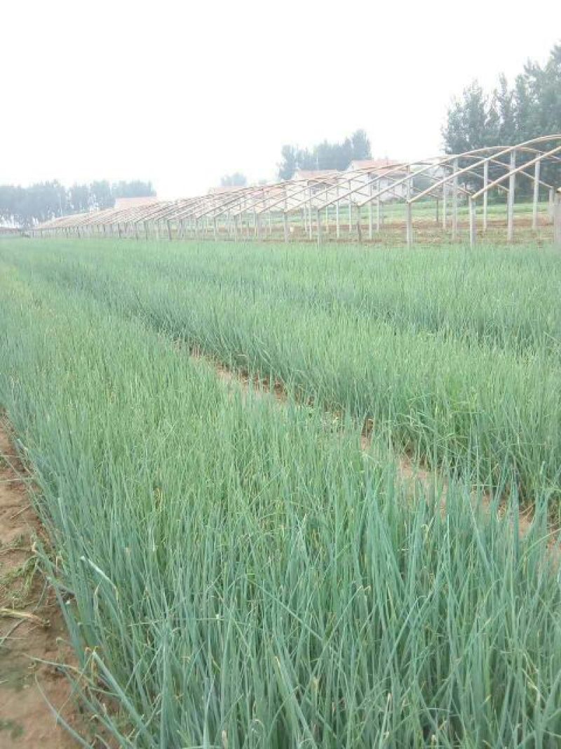 葱苗40cm左右，量大价优首先保质量，基地直供