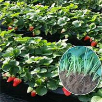 红颜草莓苗10~20cm根系发达成活率高