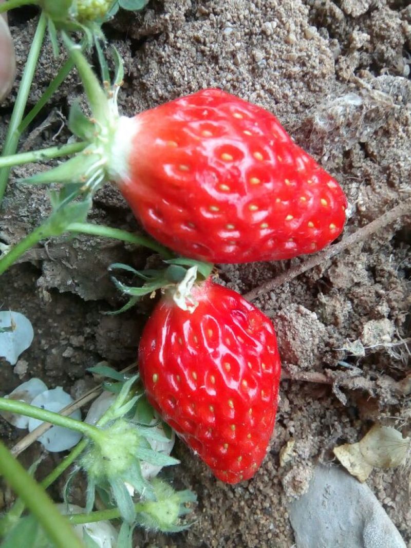 红颜草莓苗10~20cm根系发达成活率高