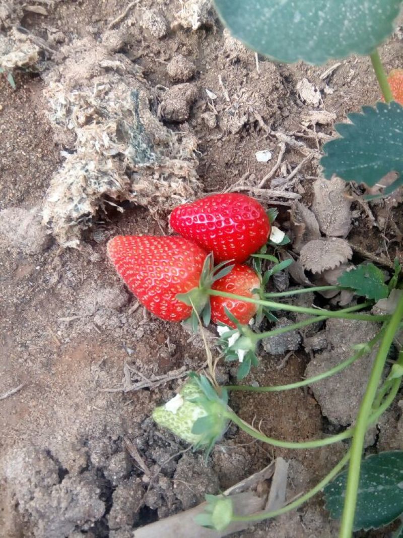 红颜草莓苗10~20cm根系发达成活率高