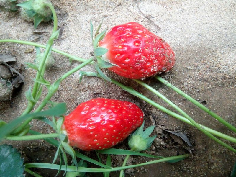 红颜草莓苗10~20cm根系发达成活率高