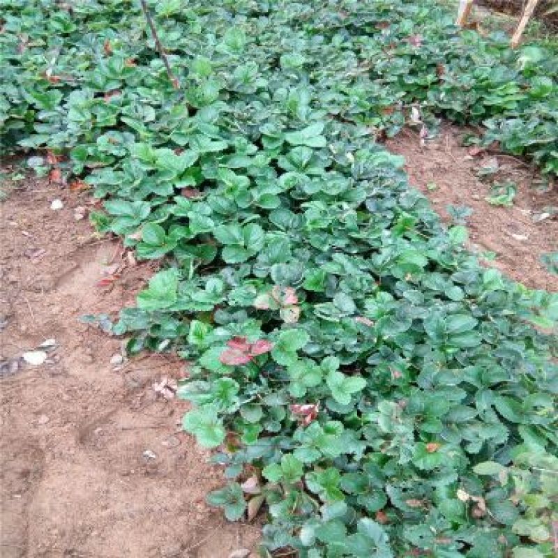 红颜草莓苗10~20cm根系发达成活率高