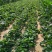 红颜草莓苗10~20cm根系发达成活率高