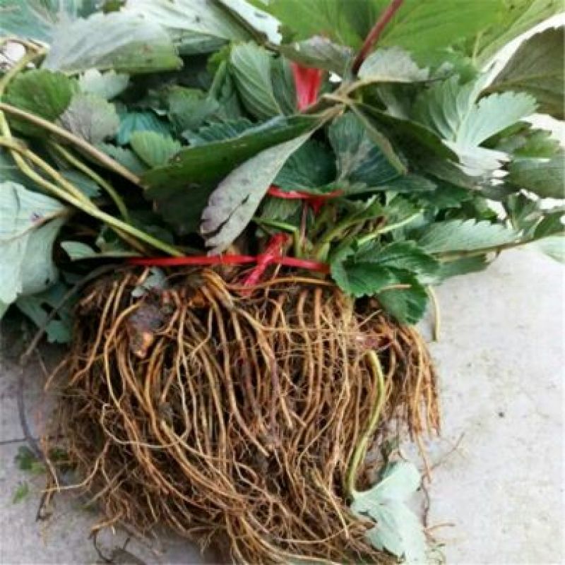 红颜草莓苗10~20cm根系发达成活率高