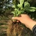红颜草莓苗10~20cm根系发达成活率高