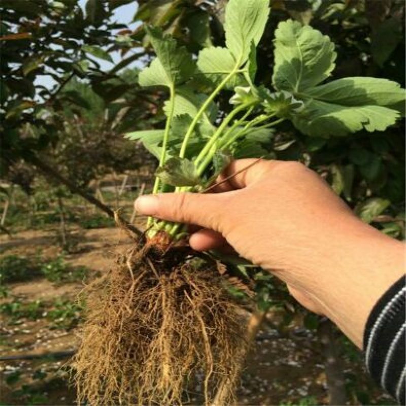 红颜草莓苗10~20cm根系发达成活率高