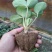 红颜草莓苗10~20cm根系发达成活率高