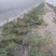 8424西瓜5斤打底8成熟二茬
