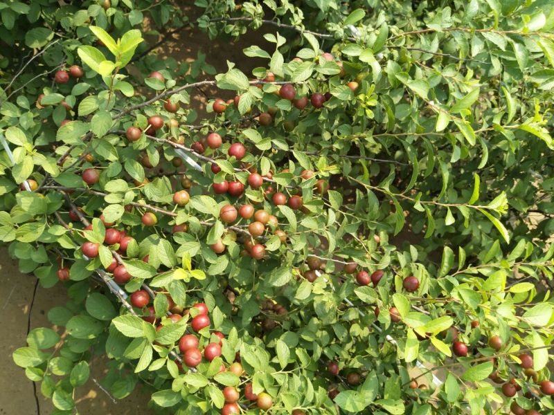钙果苗30~50cm1年