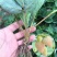 小白草莓苗白草莓白雪公主10~20cm