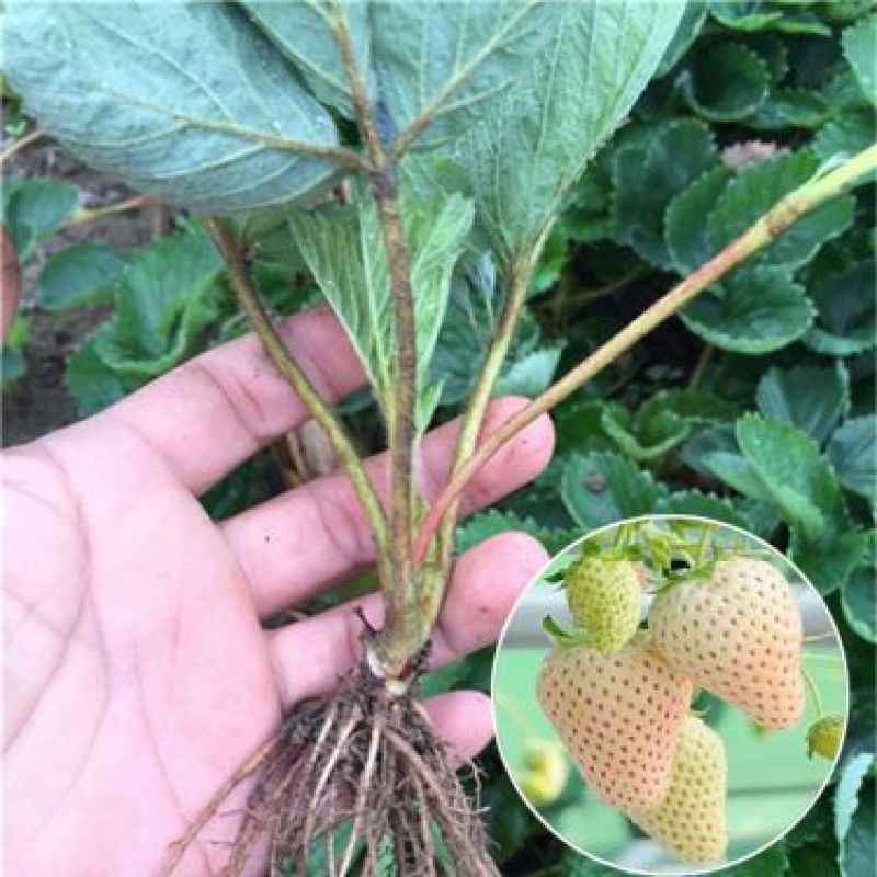 小白草莓苗白草莓白雪公主10~20cm