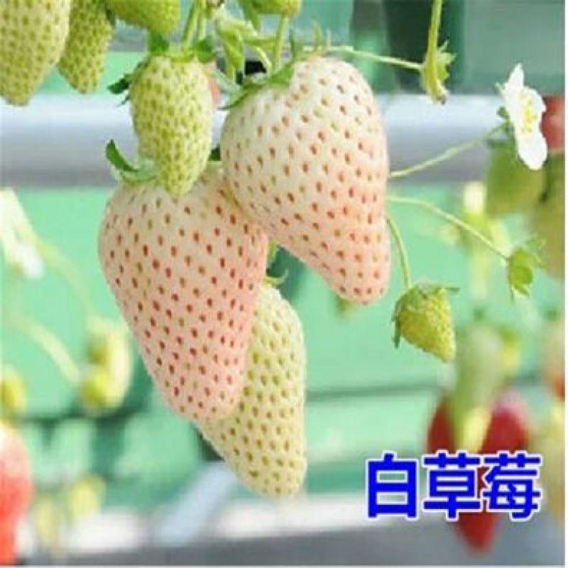 小白草莓苗白草莓白雪公主10~20cm