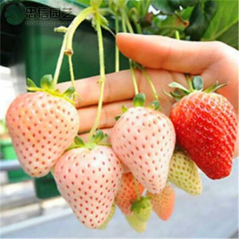 小白草莓苗白草莓白雪公主10~20cm