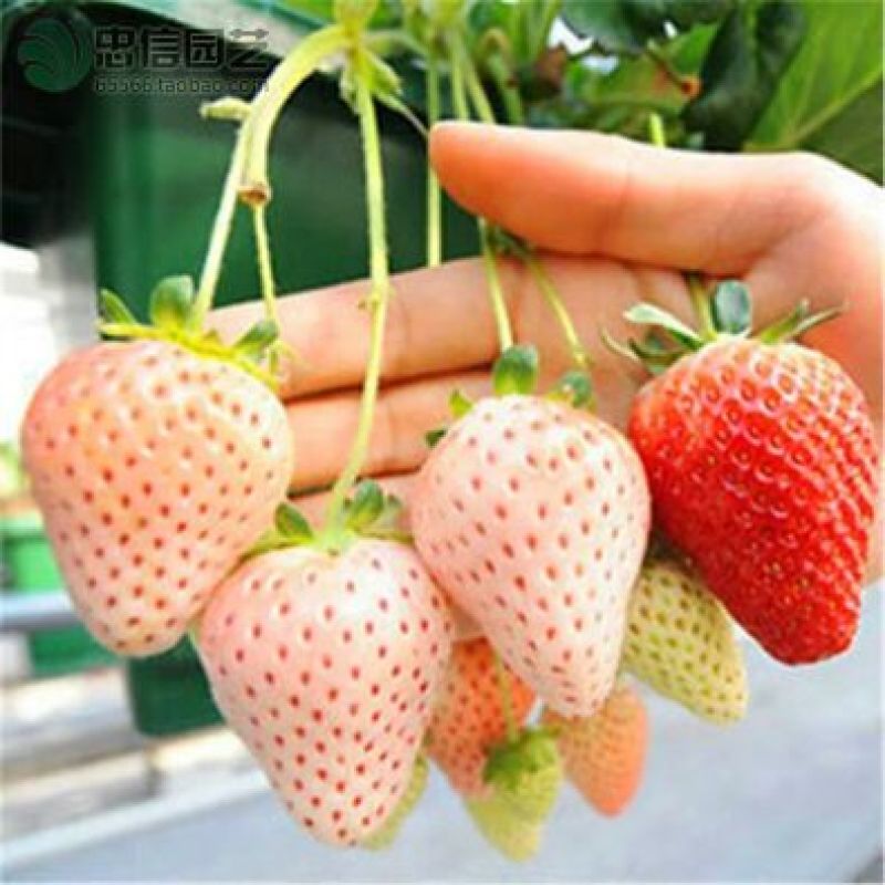 小白草莓苗白草莓白雪公主10~20cm