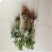 小白草莓苗白草莓白雪公主10~20cm