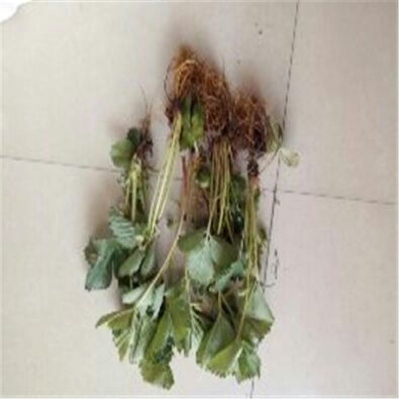 小白草莓苗白草莓白雪公主10~20cm