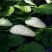 小白草莓苗白草莓白雪公主10~20cm
