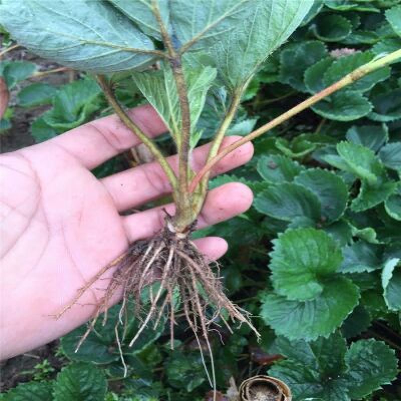 小白草莓苗白草莓白雪公主10~20cm