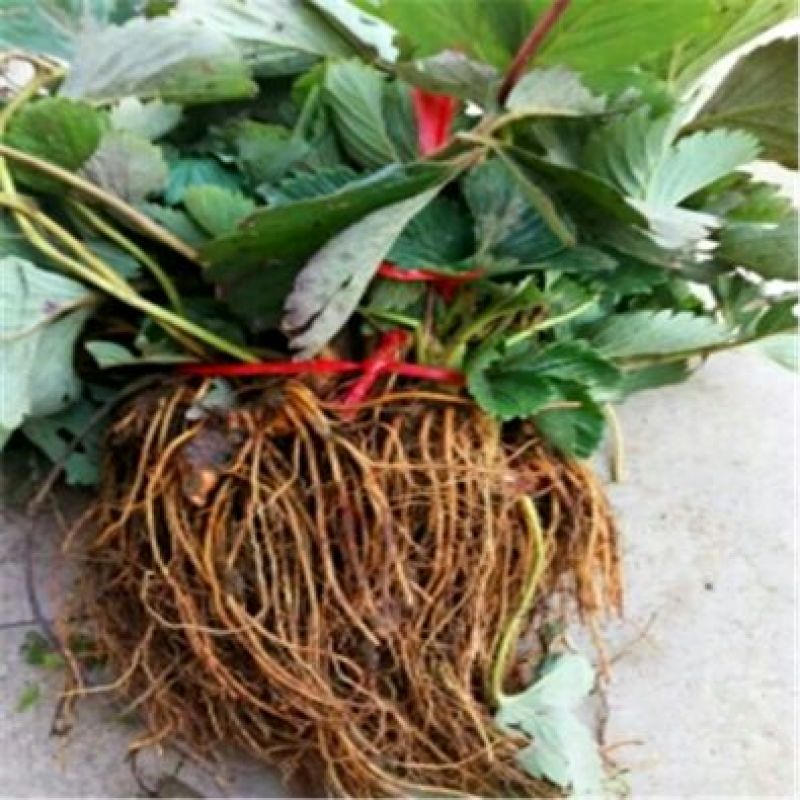 小白草莓苗白草莓白雪公主10~20cm