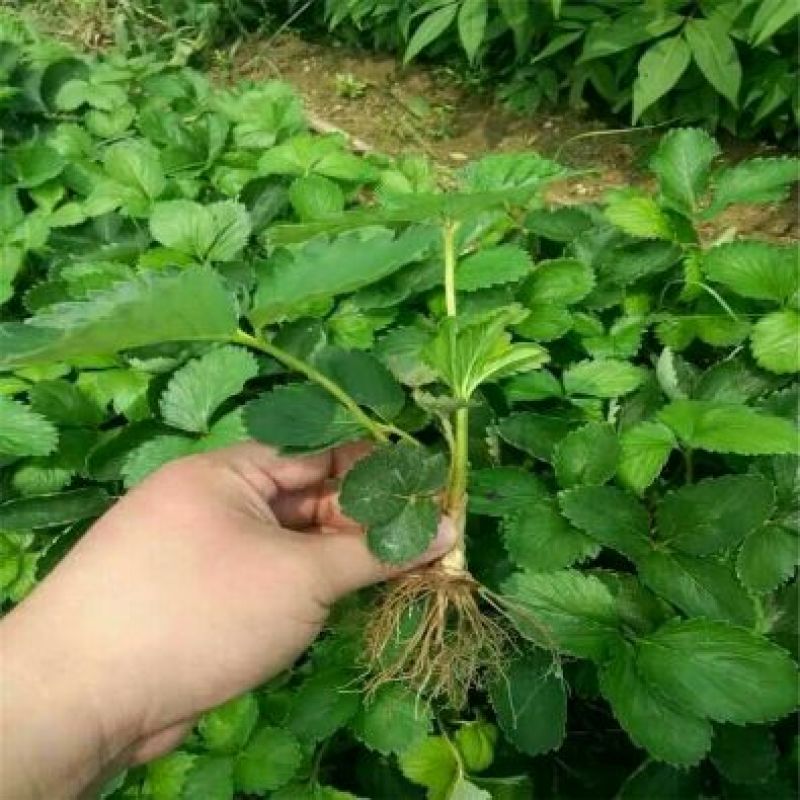 小白草莓苗白草莓白雪公主10~20cm