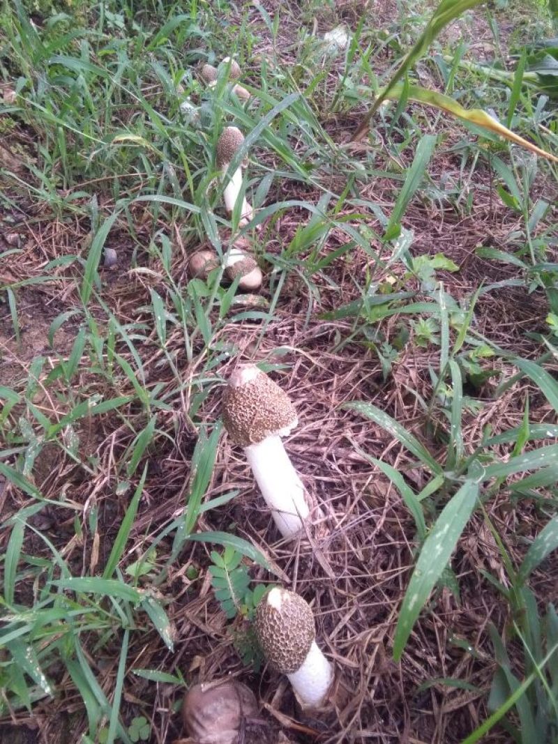 长裙竹荪一级