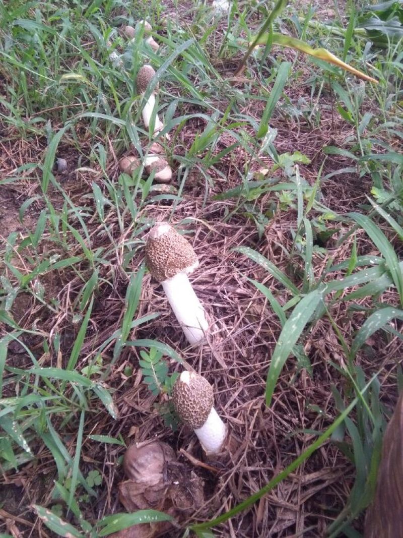 长裙竹荪一级