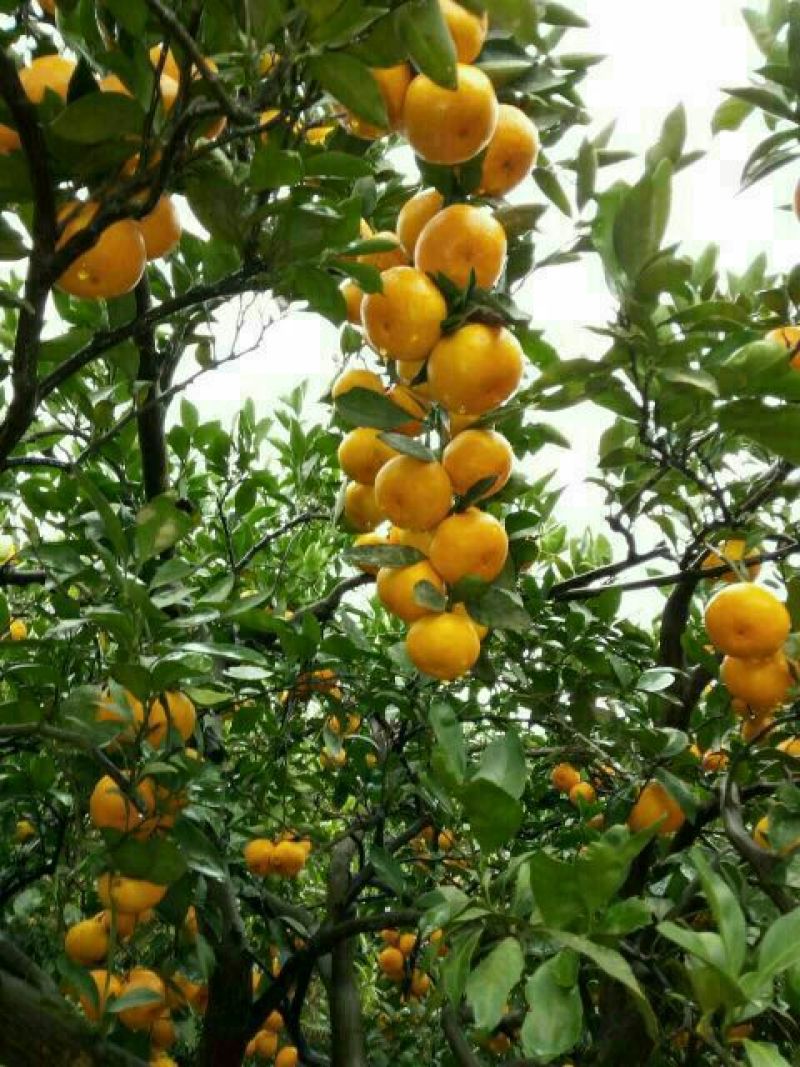 【湖北蜜橘】普早蜜橘甘甜多汁果园直采直供货源充足