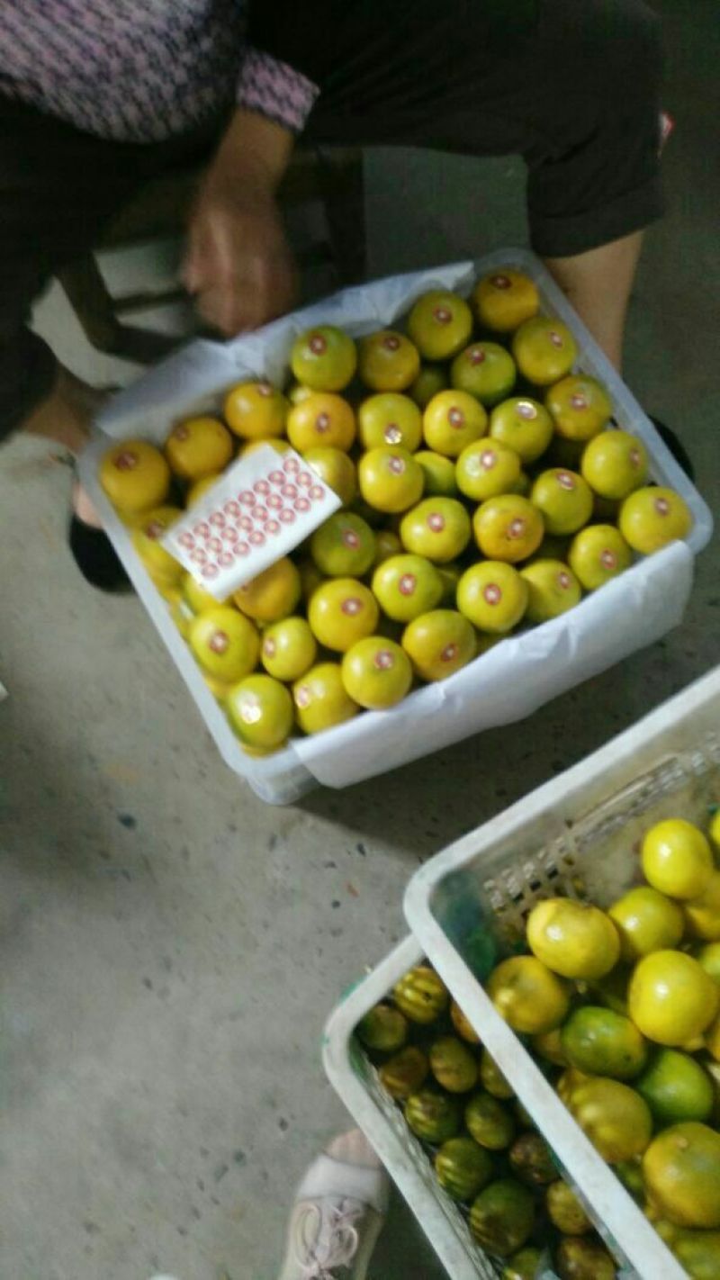 【湖北蜜橘】普早蜜橘甘甜多汁果园直采直供货源充足