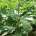 无花果苗波姬红苗，布兰瑞克苗品种多，欢迎选购