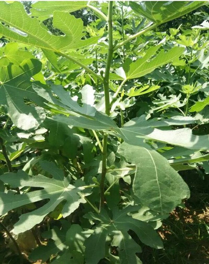 无花果苗波姬红苗，布兰瑞克苗品种多，欢迎选购