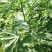 无花果苗波姬红苗，布兰瑞克苗品种多，欢迎选购