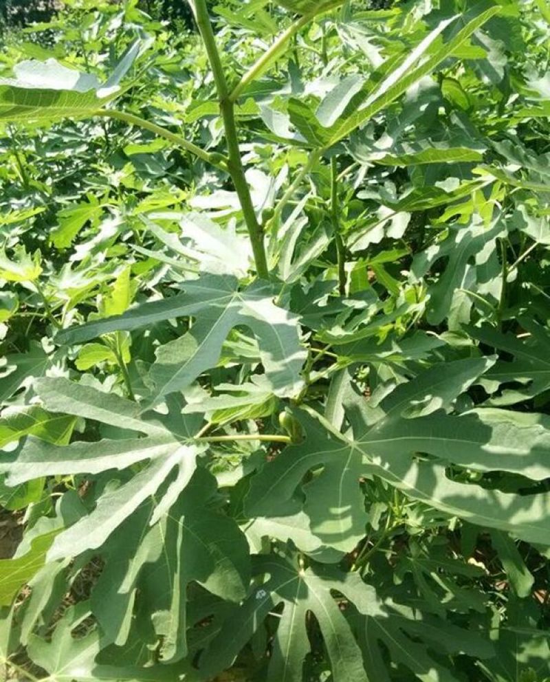 无花果苗波姬红苗，布兰瑞克苗品种多，欢迎选购