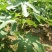 无花果苗波姬红苗，布兰瑞克苗品种多，欢迎选购