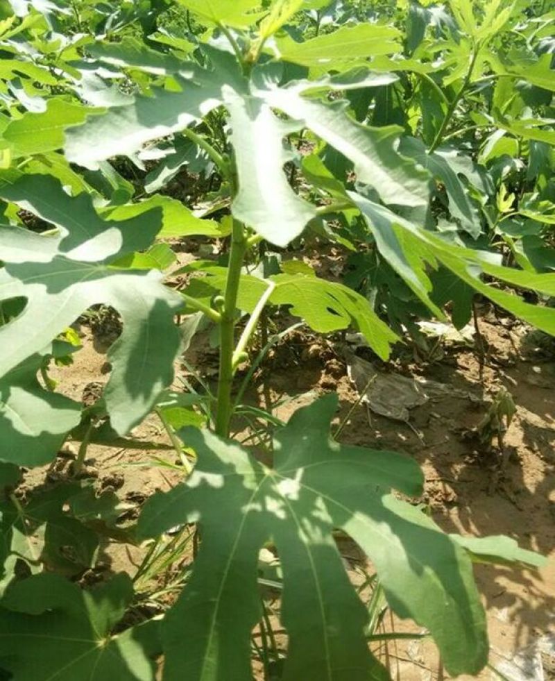 无花果苗波姬红苗，布兰瑞克苗品种多，欢迎选购